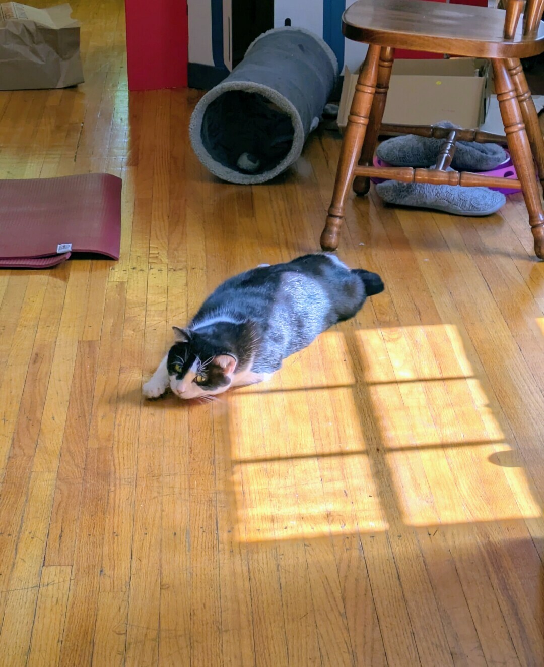 tuxedo cat lounging on a hardwood floor under a portion of a window shaped sunbeam. she is looking at the camera suspiciously.