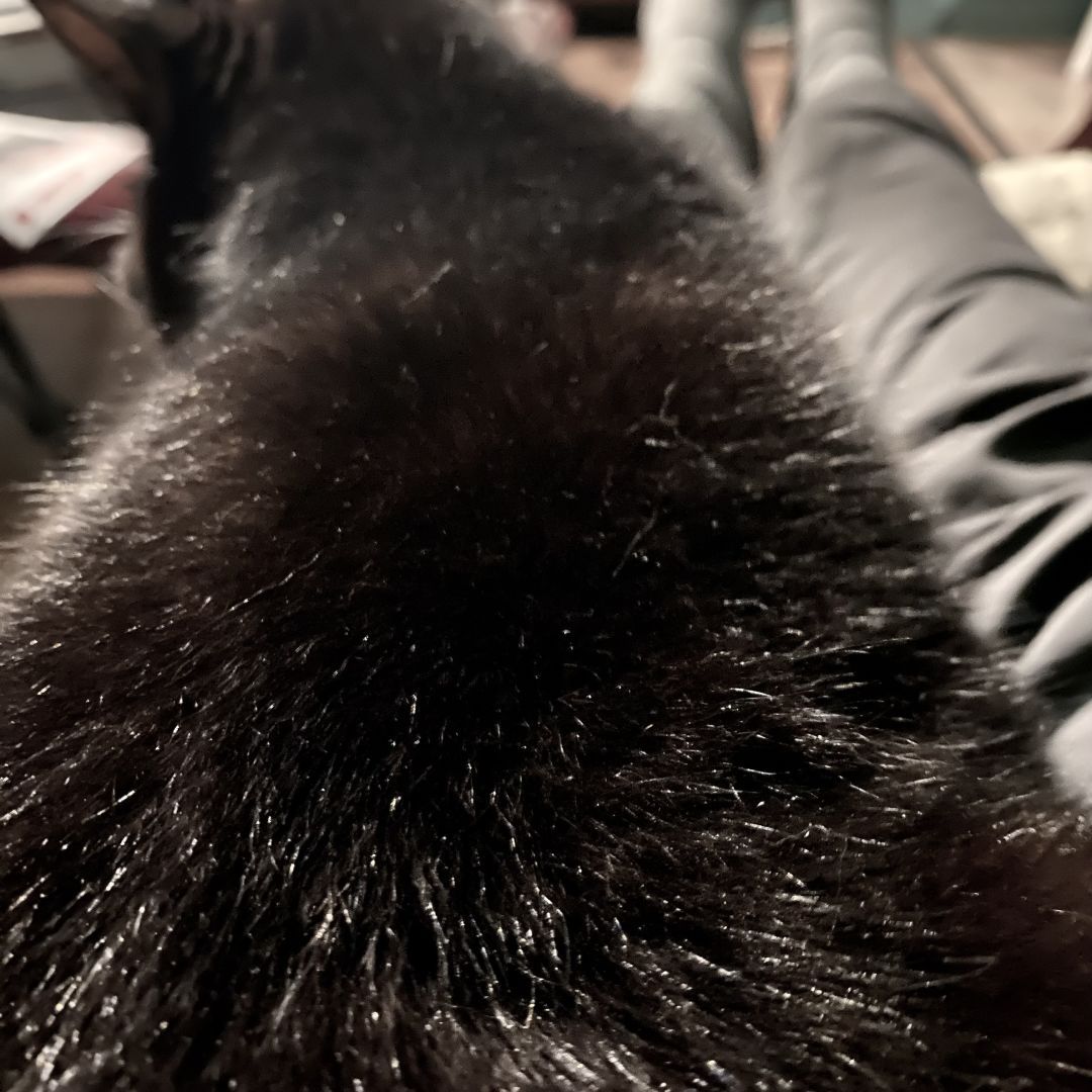 A pile of black fur with feline-shaped ears sleeping on a pair of human legs.