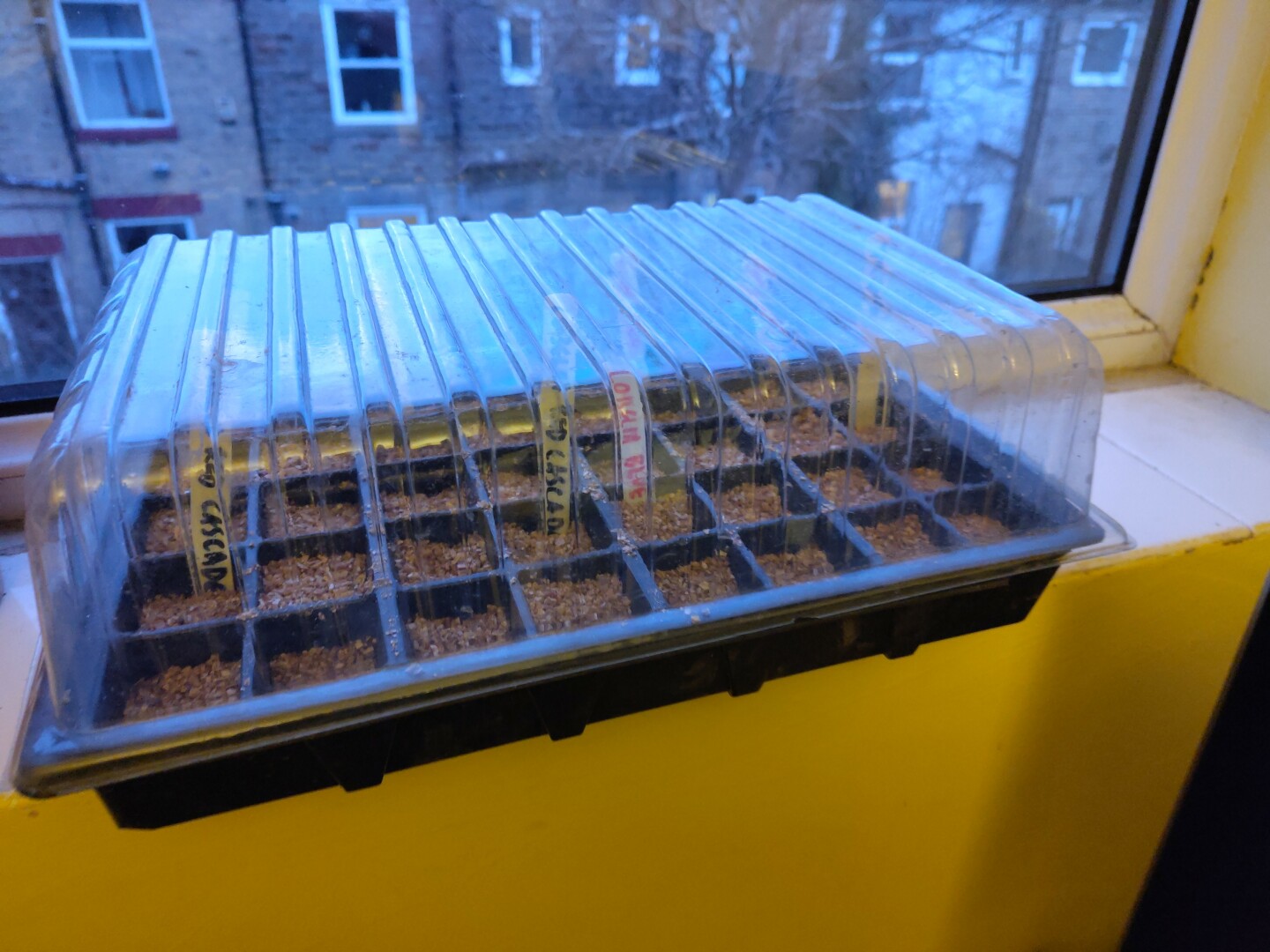 A tray of vermiculite on a windowsill under a propagation cover