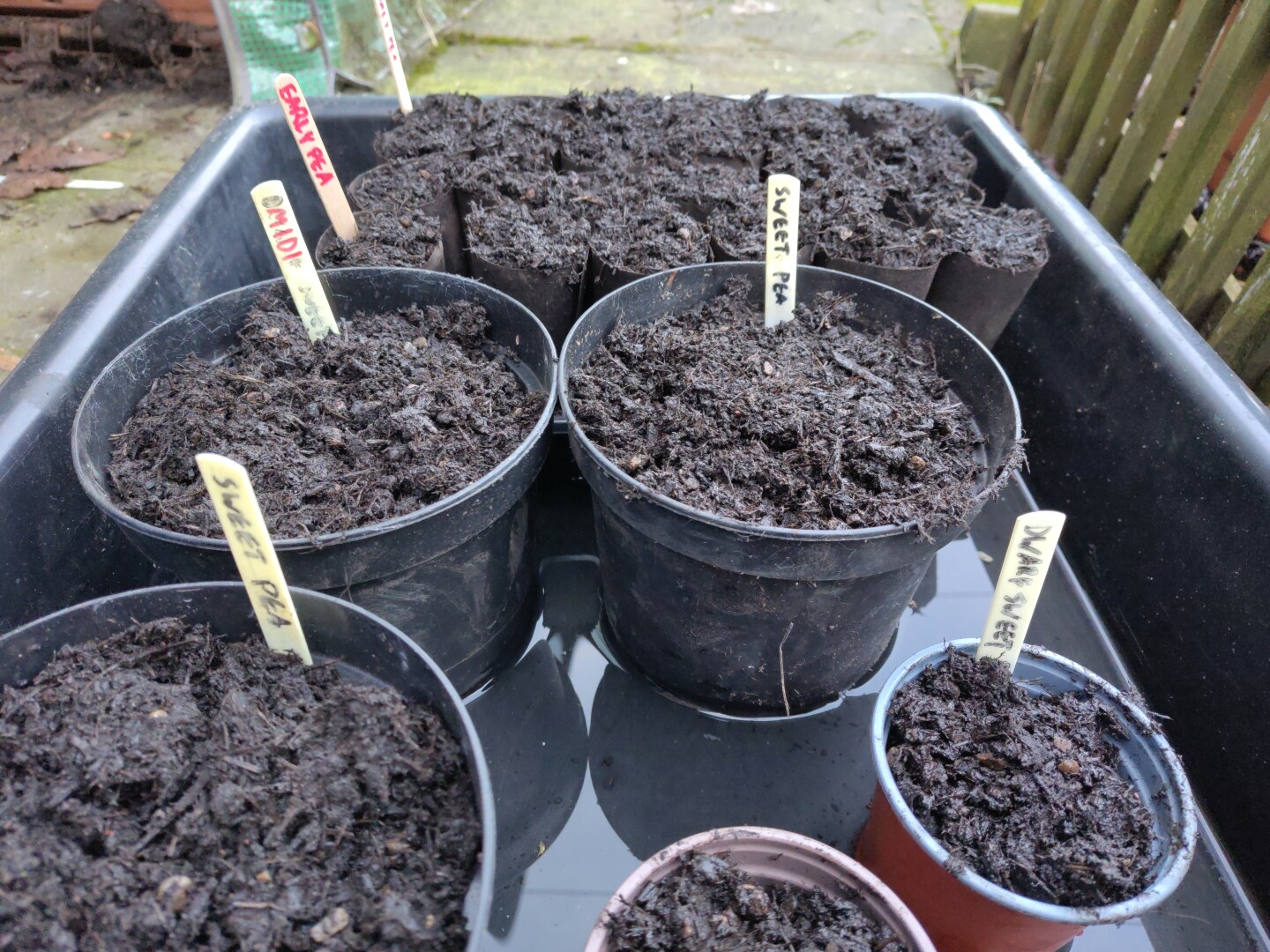 Several pots of compost in a large tray, labelled "early peas" and "sweet peas"