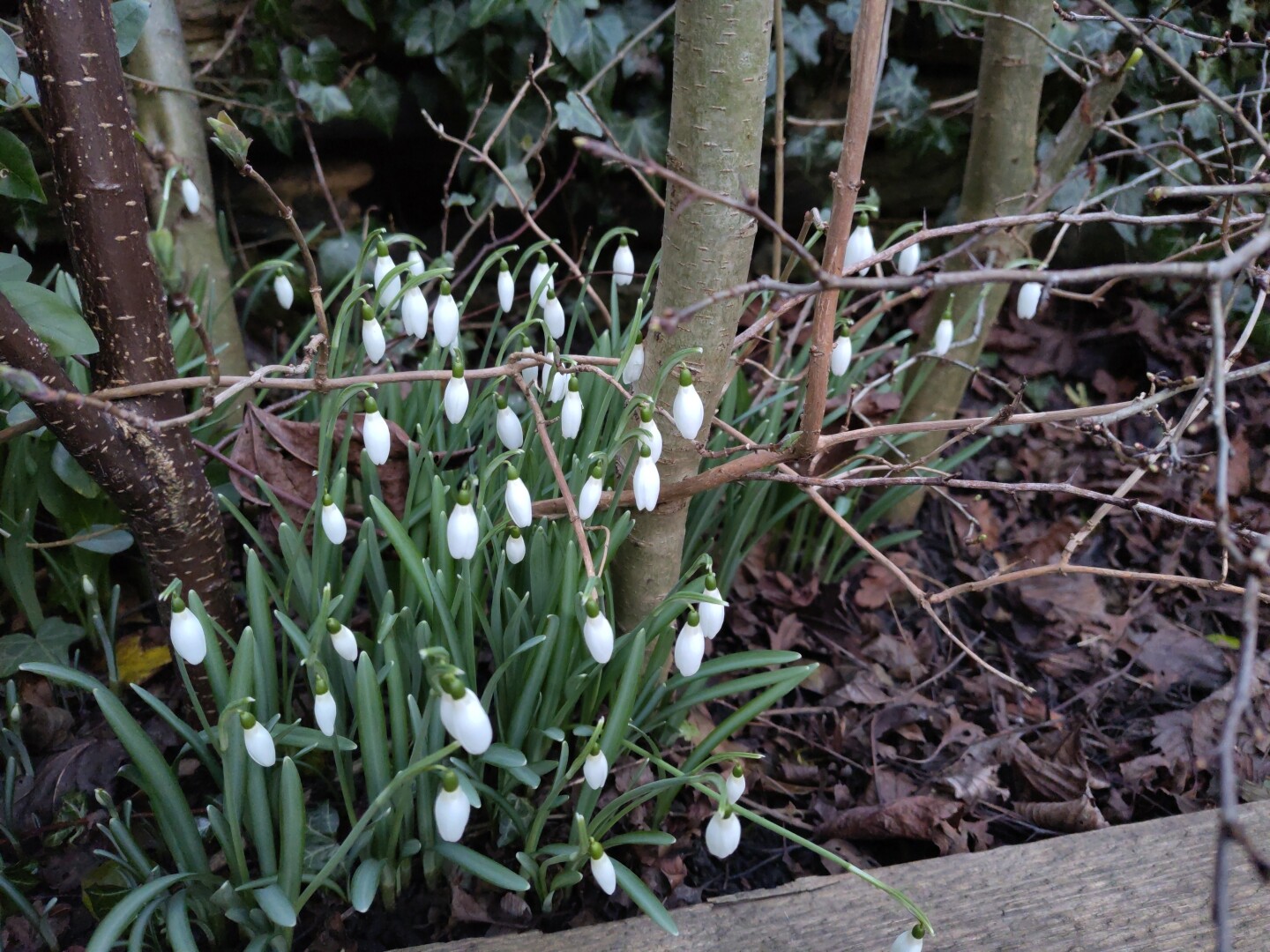 Snowdrops in flower under a hedge