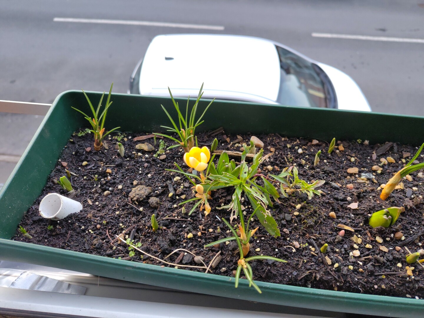 A single yellow crocus flower in a window box, surrounded by other bulb leaves such as crocuses and hyacinths