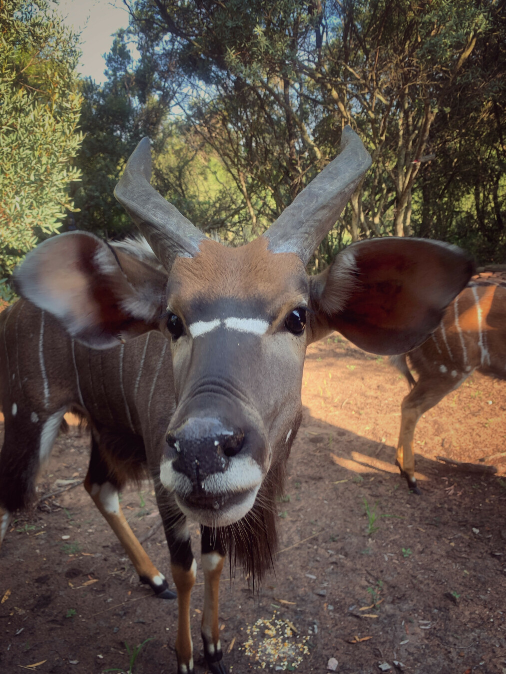 In the image, we see Nyala antelopes in what appears to be a natural habitat within Pretoria, South Africa. The foreground consists of a dirt ground scattered with feed, presumably for the animals. In the background, there is a dense thicket of trees.