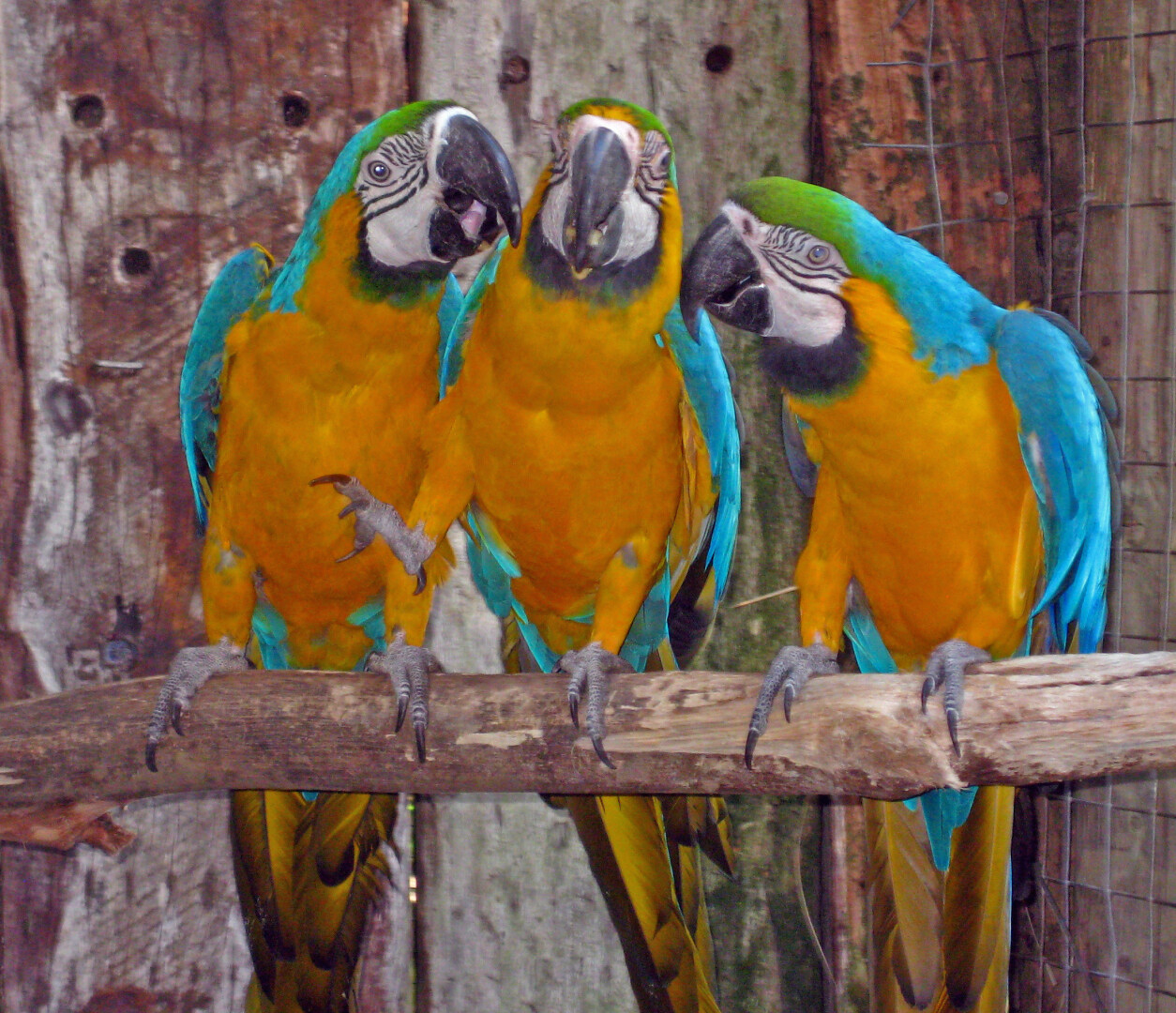 The image captures three Macaws perched closely together on a wooden branch.