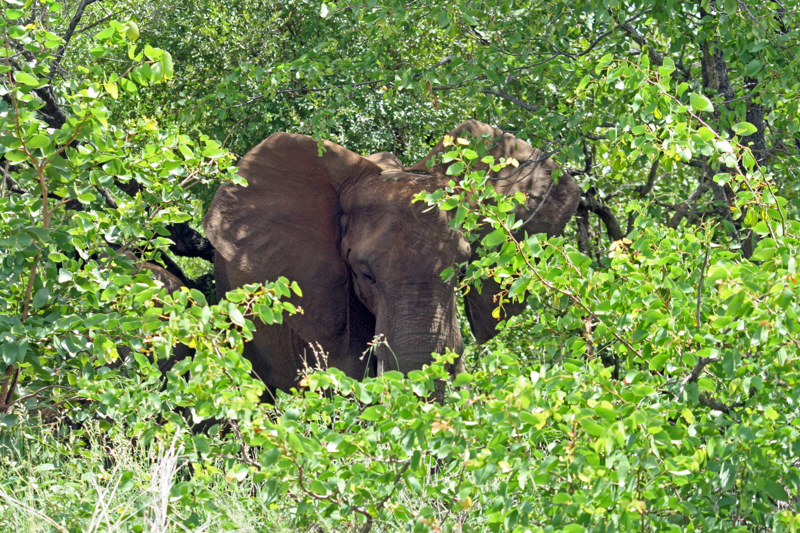 The image captures a solitary elephant amidst the dense foliage of a lush landscape in Mpumalanga, South Africa. The foreground is filled with vibrant green leaves and branches, partially obscuring the majestic creature, while the background reveals more of the surrounding greenery.