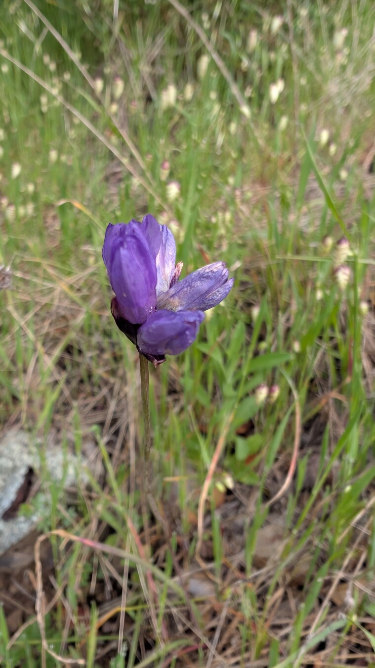 Bluedick flower