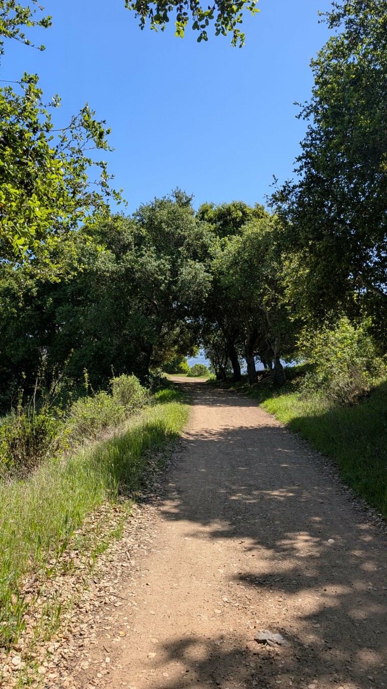 A dirt road, green trees overhanging, blue sky
