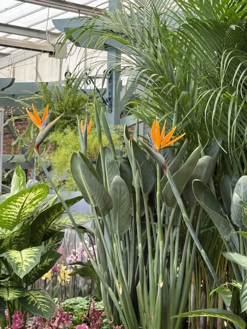 A vibrant indoor garden centre featuring large green plants, including several bird of paradise flowers with bright orange and blue petals, surrounded by lush greenery and ferns.