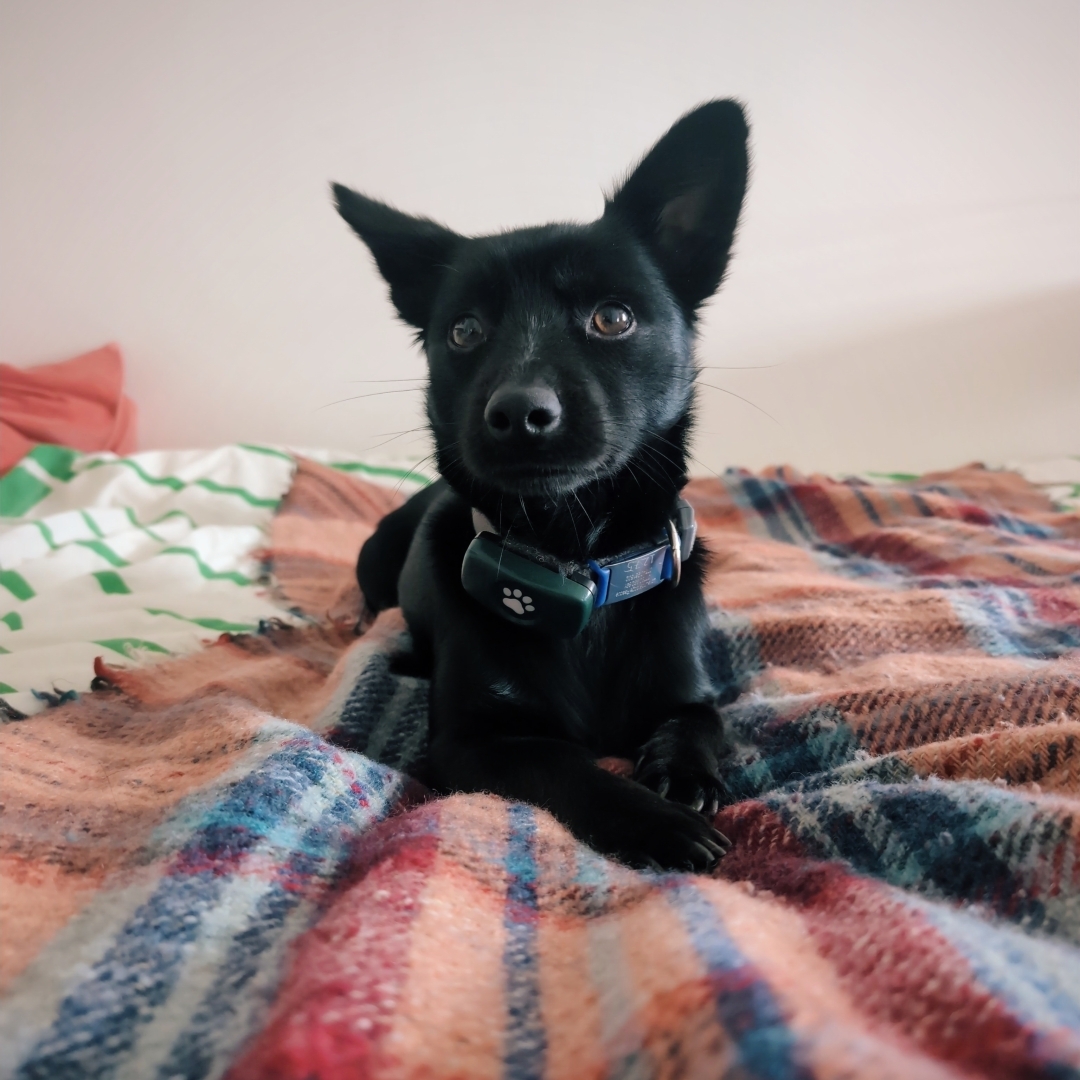 Small black dog sitting on a bed