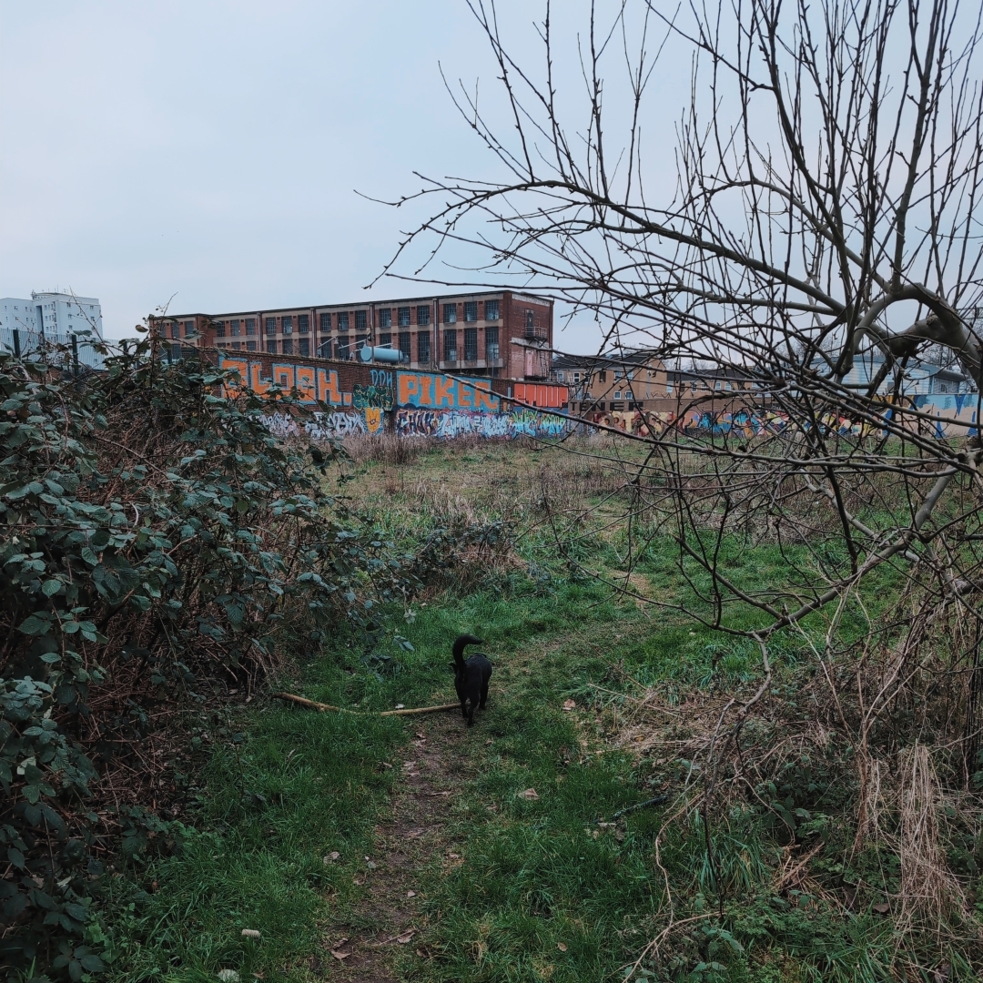 A small black dog walking through the scrub with graffiti in the background