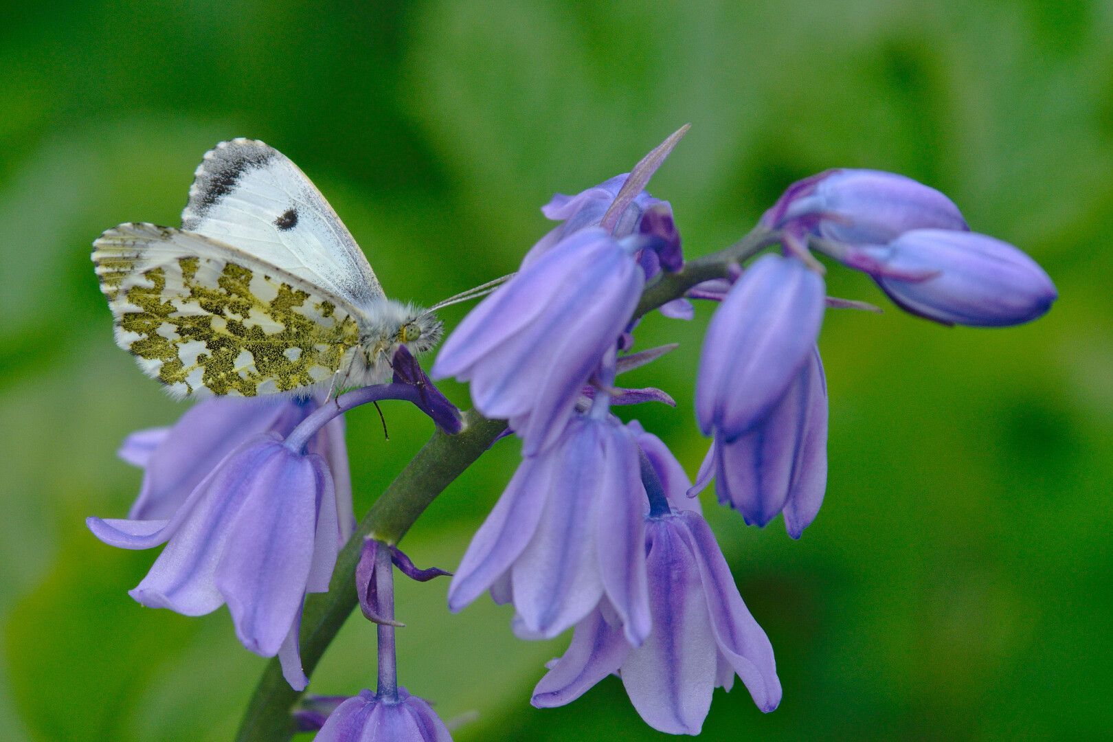 The frame is filled with the top of a stem of violet-blue Wild Hyacinth (aka 'bluebell') flowers; the background is out-of-focus green vegetation. In the upper left of the frame, a female Orange-tip butterfly is perched on the flowers, facing right; her wings are half open, so the green and white pattern of the under-wing, and the white with a dark spot and tip of the upper-wing, can be seen.