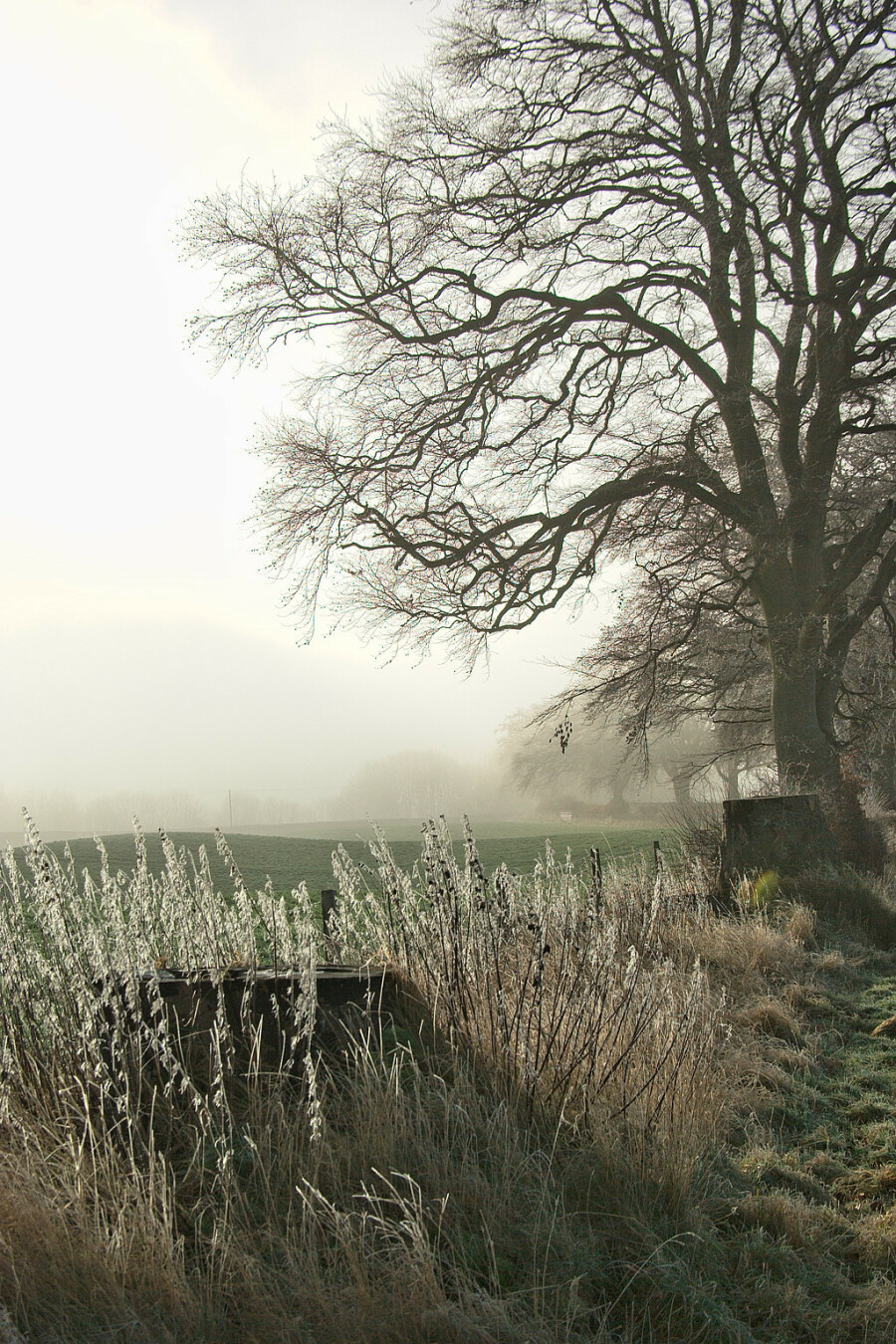 The sun is just starting to break through the mist on a scene on the verge of a quiet back road near Galashiels, Scottish Borders. In the left foreground a tree stump is surrounded by tall grasses, covered in frost; they appear to glow in the backlight coming from the mist. On the right of the frame is a tall leafless deciduous tree, and behind it more trees on the verge, visible because of a bend in the road, visually much smaller and fainter because of distance and the mist.