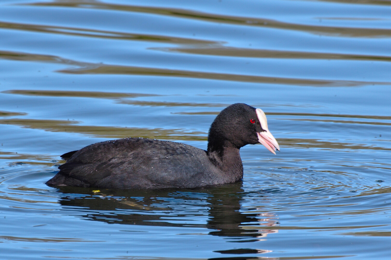 A coot, a black waterbird with a white bill and forehead, and red eyes, fills two-thirds of the bottom half of the frame, viewed side on with its head to the right. Its bill is slightly open, showing its pale pink tongue. It has just emerged from a dive, so it is covered in water droplets, and the water in front of it is rippling gently. Beyond the coot are out-of-focus larger ripples; the water appears blueish, reflecting the blue sky on a sunny day.