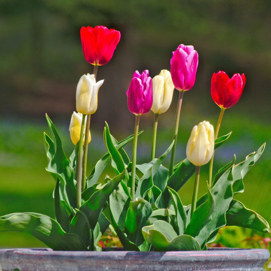 The photo was taken on a sunny day, a telephoto shot (but taken from close up) of tulips growing in a planter on the terrace of Haining House, Selkirk, Scottish Borders. The House is maintained by a charitable trust, and all the floral displays are the work of volunteers. The photo shows the grey lip of the planter, with eight blooms and their leaves filling the frame; four cream, two red and two dark pink, the stems going straight up, the leaves sideways and up, below the blooms. The background is out-of-focus; lower down there is mid-green grass, the grey of a path, and at the top, the dark green of tree foliage.