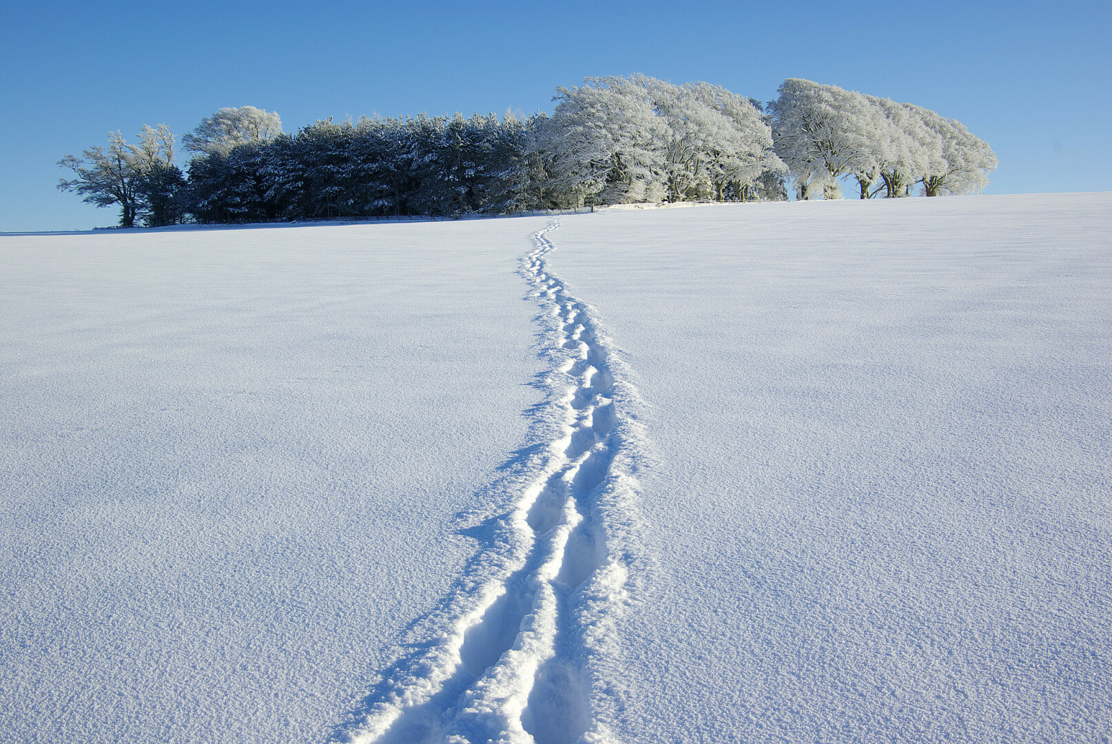 A wide angle shot mid-afternoon up a field towards a small rectangular plantation of trees, one of its corners nearest the camera. The field is covered with snow that fell overnight on a southeasterly wind; the snow has a rough surface texture, as it has not yet been subject to a freeze/thaw cycle. The trees facing southeast are plastered with snow; those behind, less so. From the viewpoint, a line of deep bootprints heads up towards the corner of the plantation; the snow is otherwise undisturbed. It is a sunny day, with a clear blue sky, visible behind the plantation.