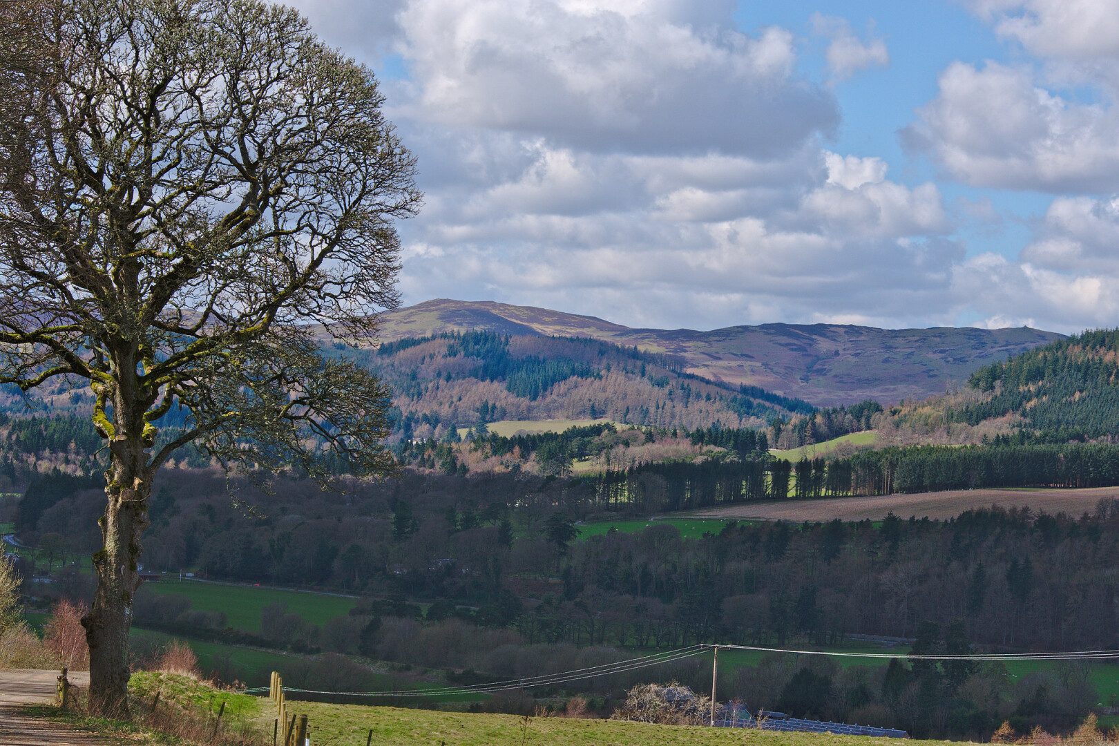 A medium-telephoto landscape shot. An tall, ancient lichen-encrusted tree, catching the sunlight, occupies the left third of the image, its leafless branches obscuring the top two-thirds of the view beyond. In the rest of the image, the land drops away down to the floor of the Ettrick Valley (the Ettrick Water in not visible) over a green field crossed by some low-power electricity transmission lines, and mainly coniferous woodland in the shade, then climbs up (in sunshine) over green fields and coniferous woodland of various shades of grey-green and brown, to hills on the other side of the valley. The sky fills almost the top half of the image, mainly fair-weather cloud but with patches of blue.