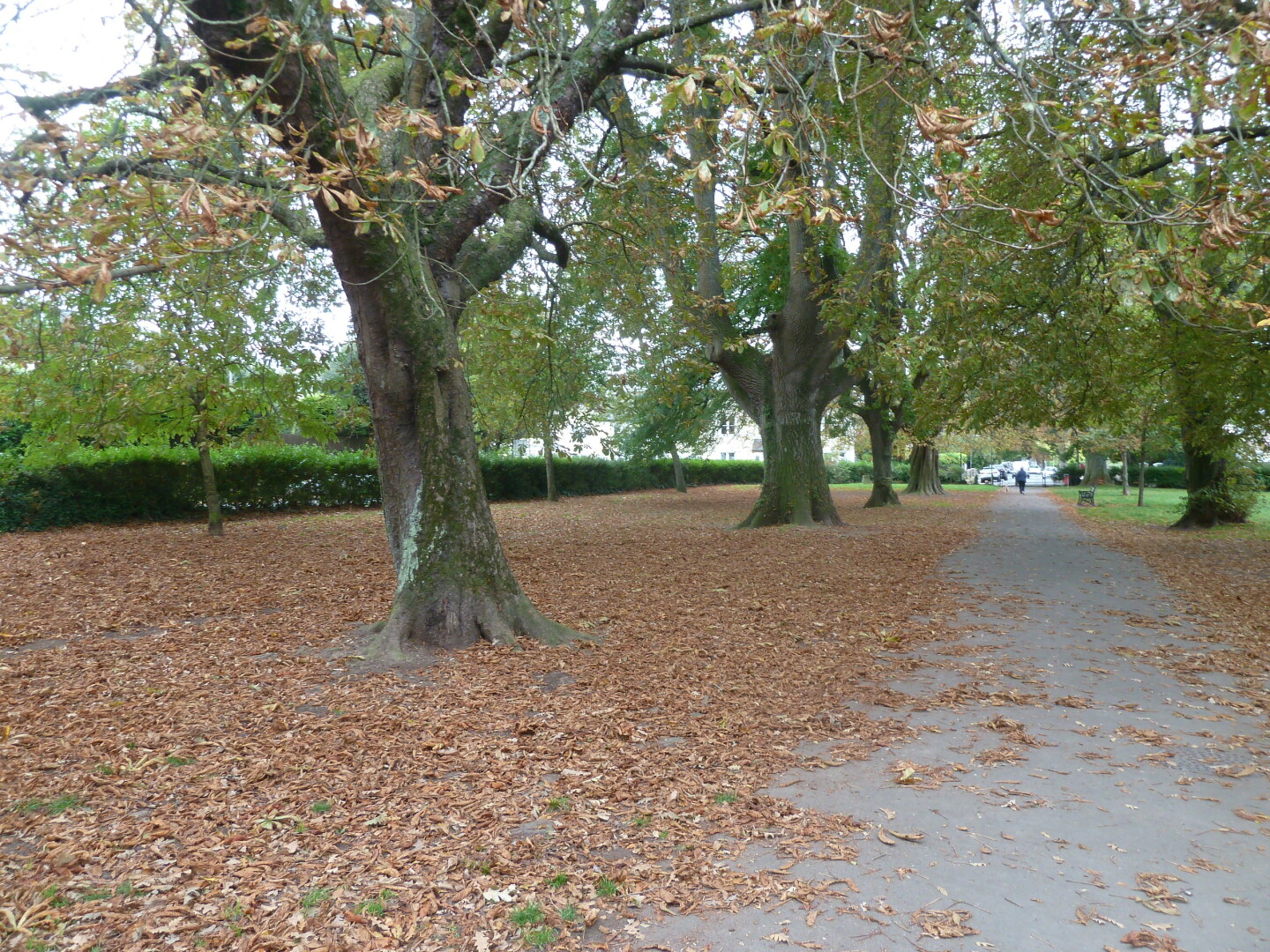 Photo in Cary park,  showing path and trees.