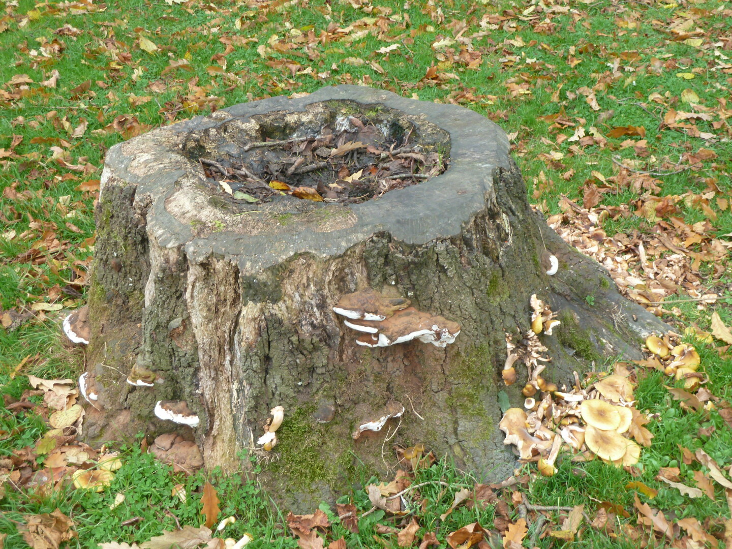 Tree Stump