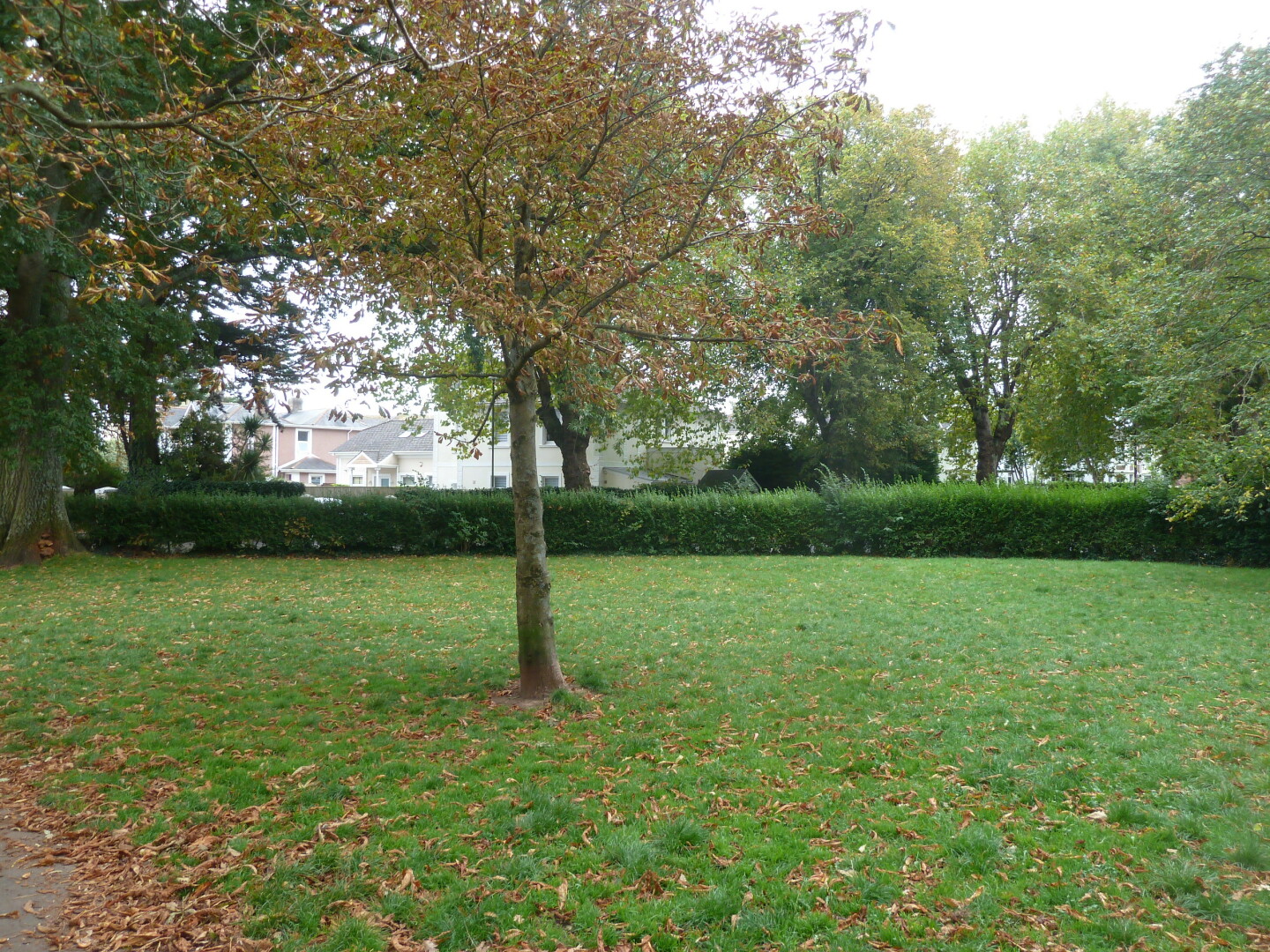 Photo in Cary park, grass area(s) and trees