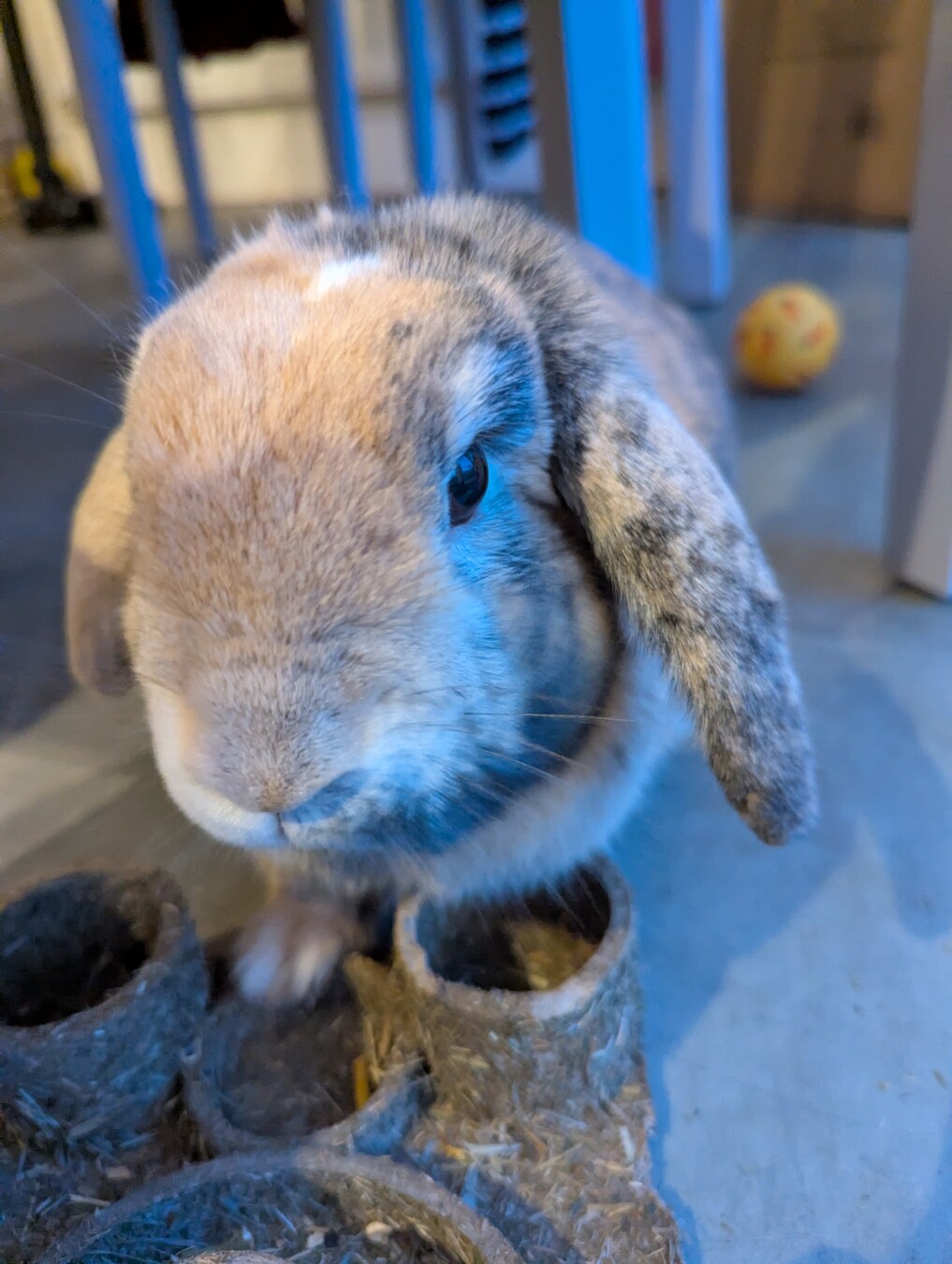 My brown rabbit, peanut, looking at the camera.