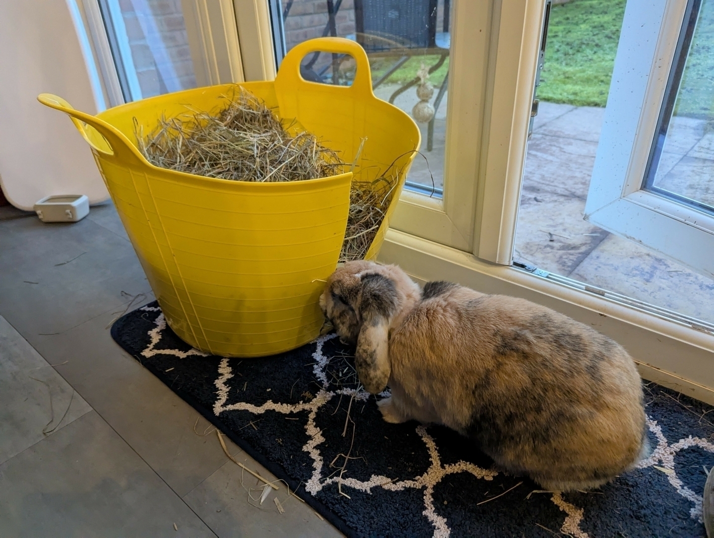 My brown rabbit, Peanut, eating hay from a basket inside.