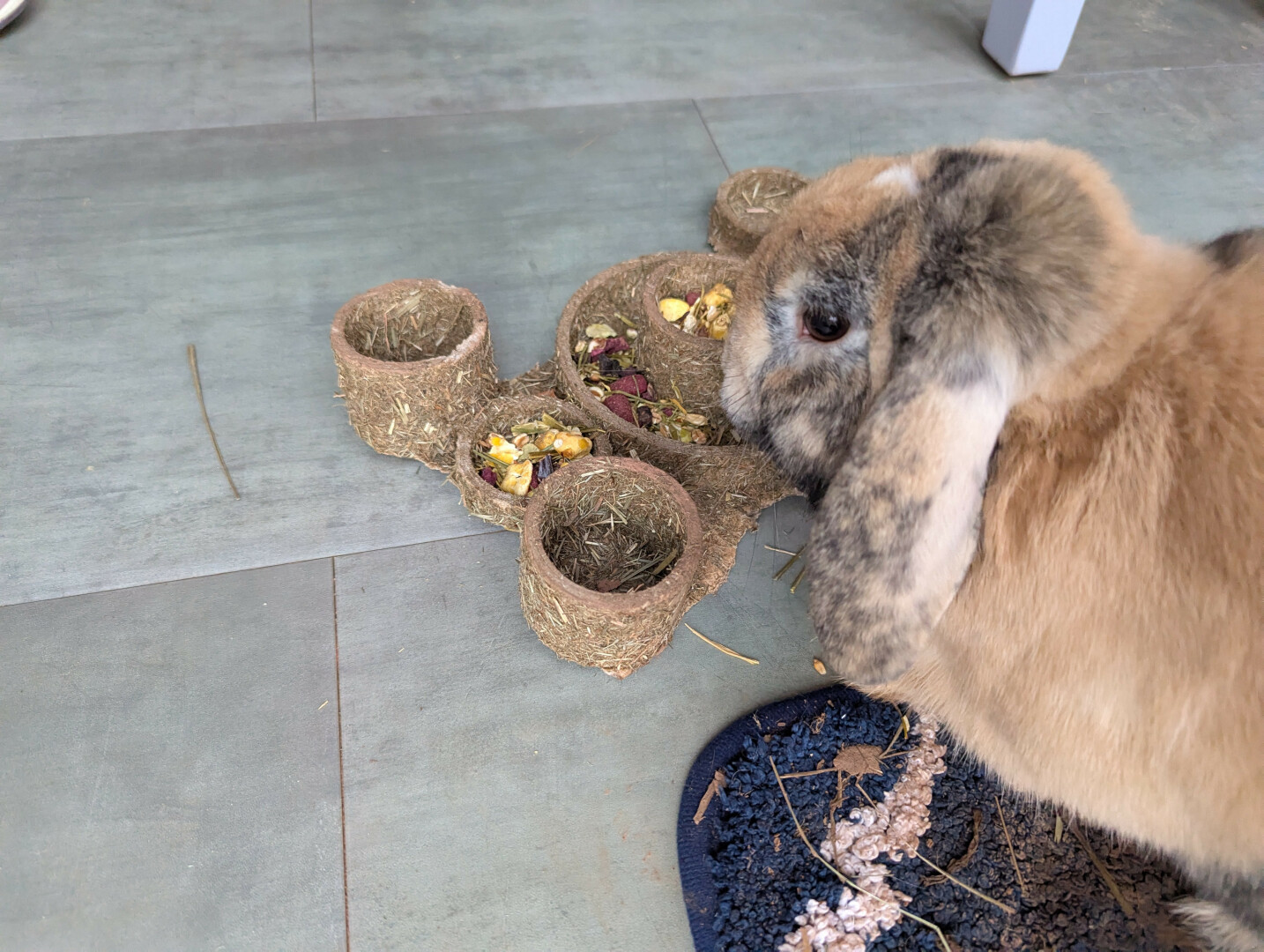 My brown rabbit, Peanut, eating treats from an edible forage tray.