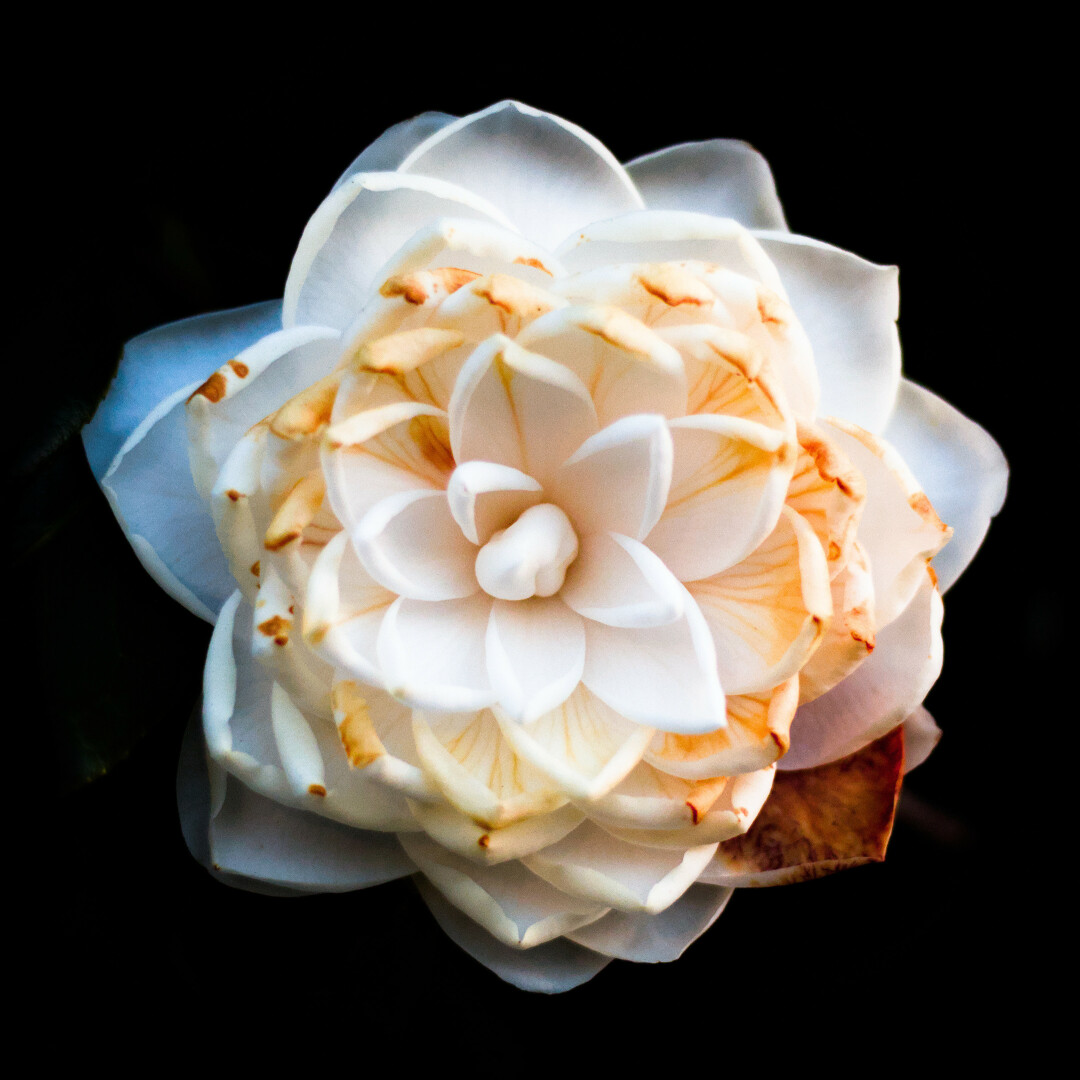 Flor de Camelia branca sobre fondo negro (Galego).

white camellia flower on black background