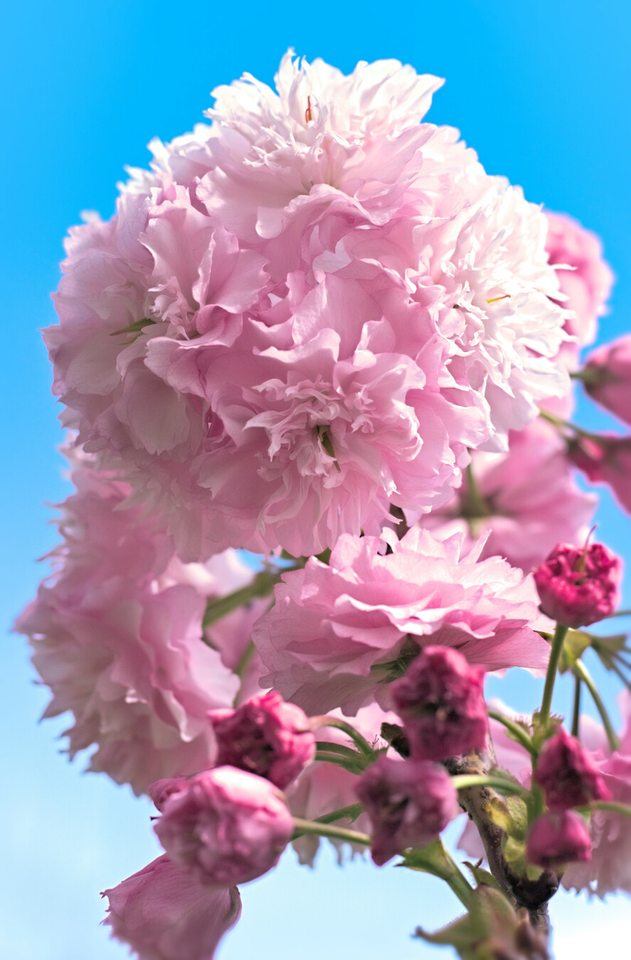 Flores rosas en distintos estados de desenrolo en primeiro plano sobre fondo azul do ceo. (galego)
Pink flowers in different stages of unfolding in the foreground on a blue background of the sky.