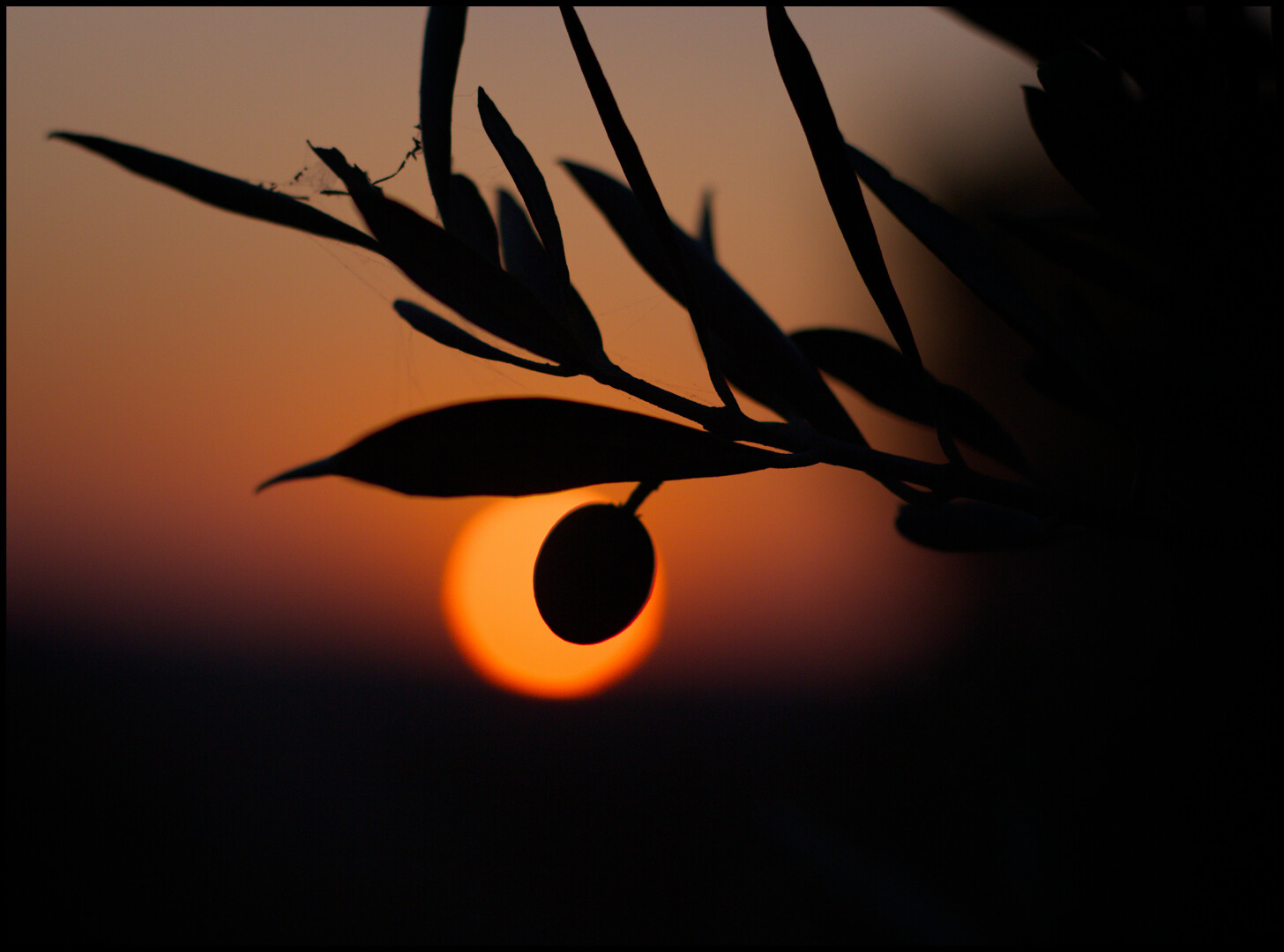 Silueta dunha oliva na oliveira co sol detrás da oliva. (galego)

The silhouette of an olive tree with the sun behind it.