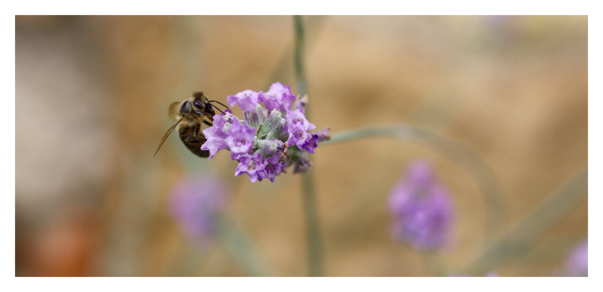 Abella enganchada a unha flor de lavanda. O abella máis parte da flor están enfocadas, mentres que todo o resto da fotografía está moi desenfocado. (Galego).

Bee on a lavender flower.