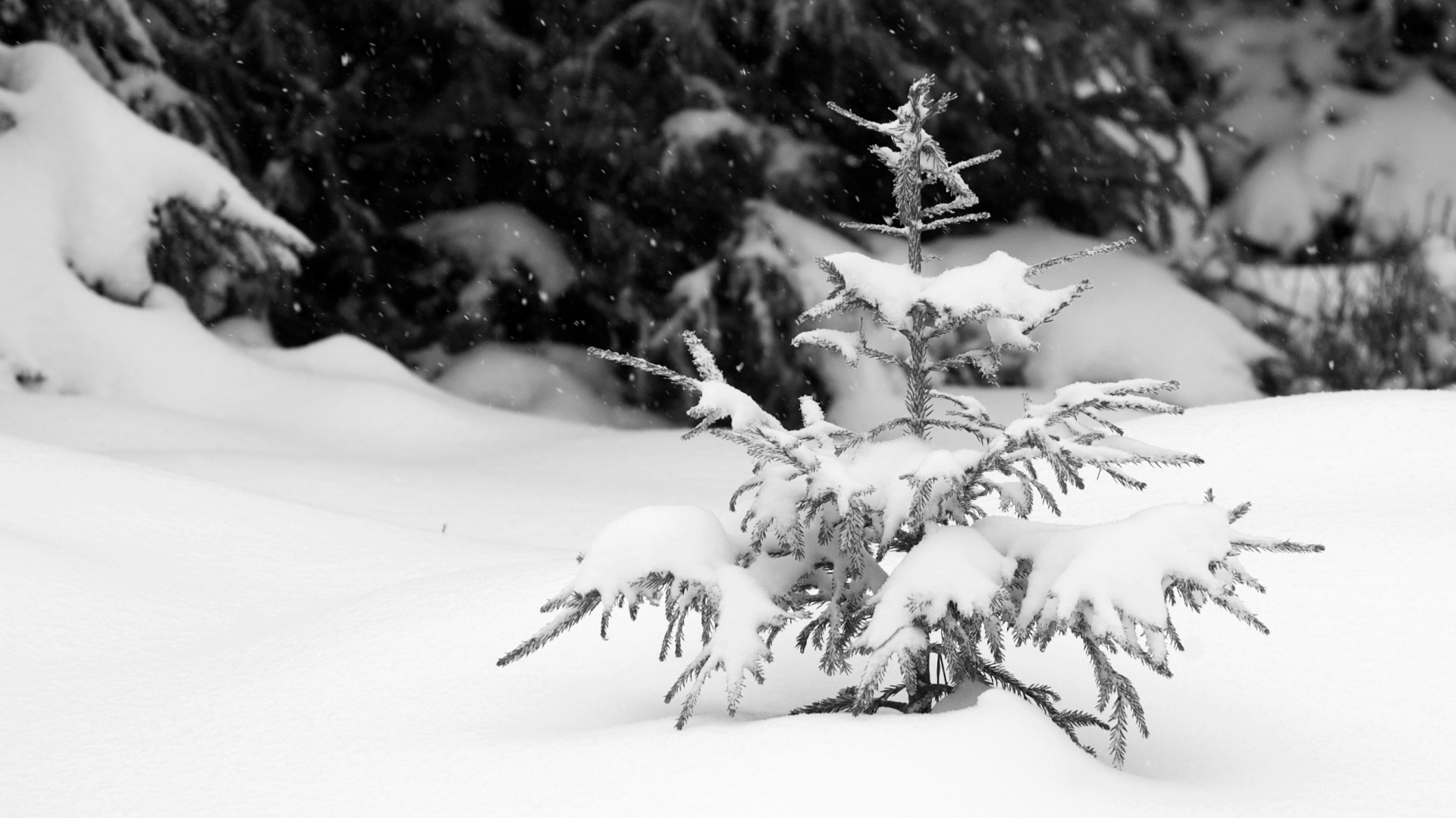 Ein schwarz-weiss Foto von einer jungen Tanne die extrem eingeschneit und von einer großen schneebedeckten Landschaft umgeben ist.