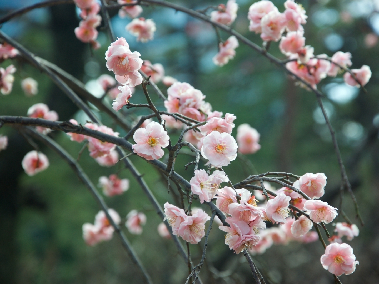 Foto von Hellrosa Mandelblüten (Prunus dulcis) auf dunkelgrünem Hintergrund