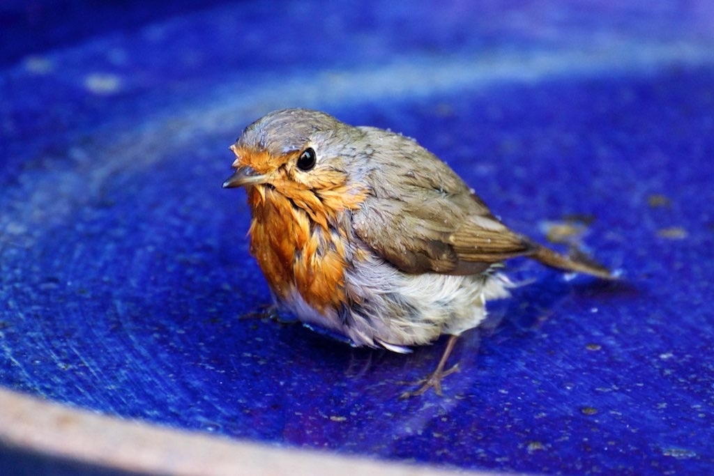 Ein Rotkehlchen sitzt nass vom Baden in einer blauen Tonschale mit etwas Wasser