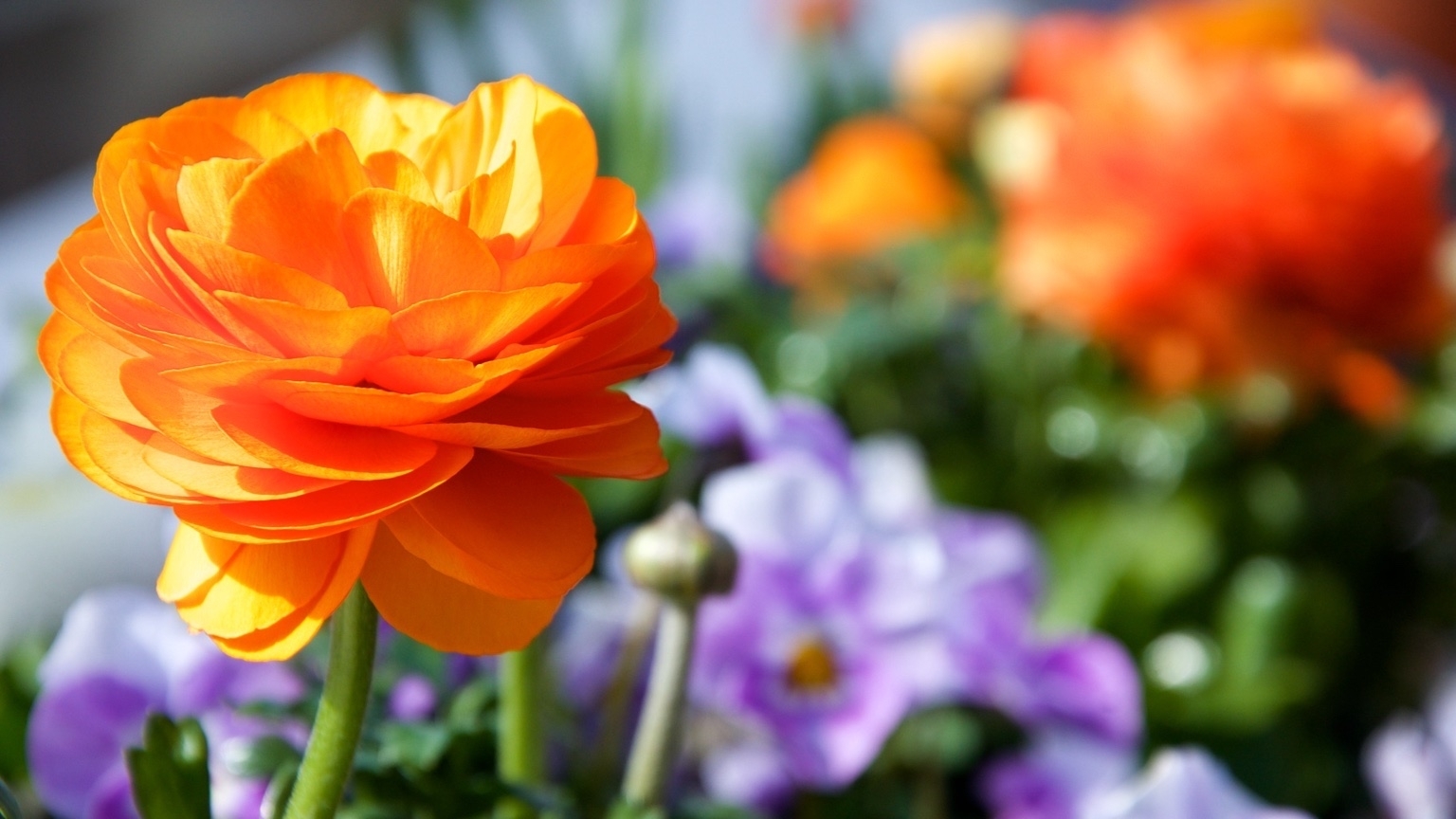 Ein Balkonkasten bepflanzt, im Vordergrund im Fokus eine orangefarbene Blume mit vielen Blütenblättern und im Hintergrund unscharf andere lila und orangene Blumen.