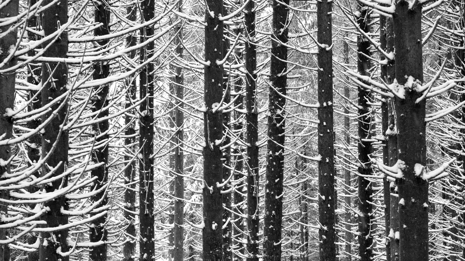 Ein schwarz-weiß Foto von kahlen Baumstämmen (schwarz), die alle an den Astansätzen stark beschneit sind (weiß). Es ergibt sich ein vertikales schwarz-weißes Streifenmuster.