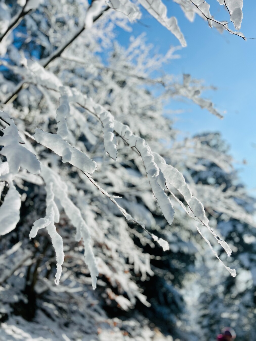 Picture of some thin twigs with several centimeters of snow on them and snowy trees blurred in the background