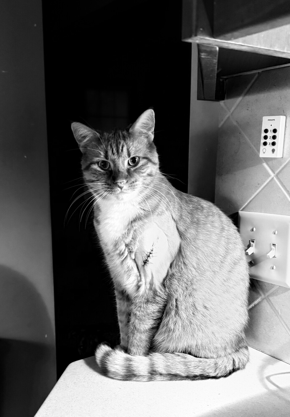 High contrast black and white photo of a cat sitting on a countertop looking at the camera , in front of a doorway in deep shadow. A stitched up wound is visible on the cat’s shoulder