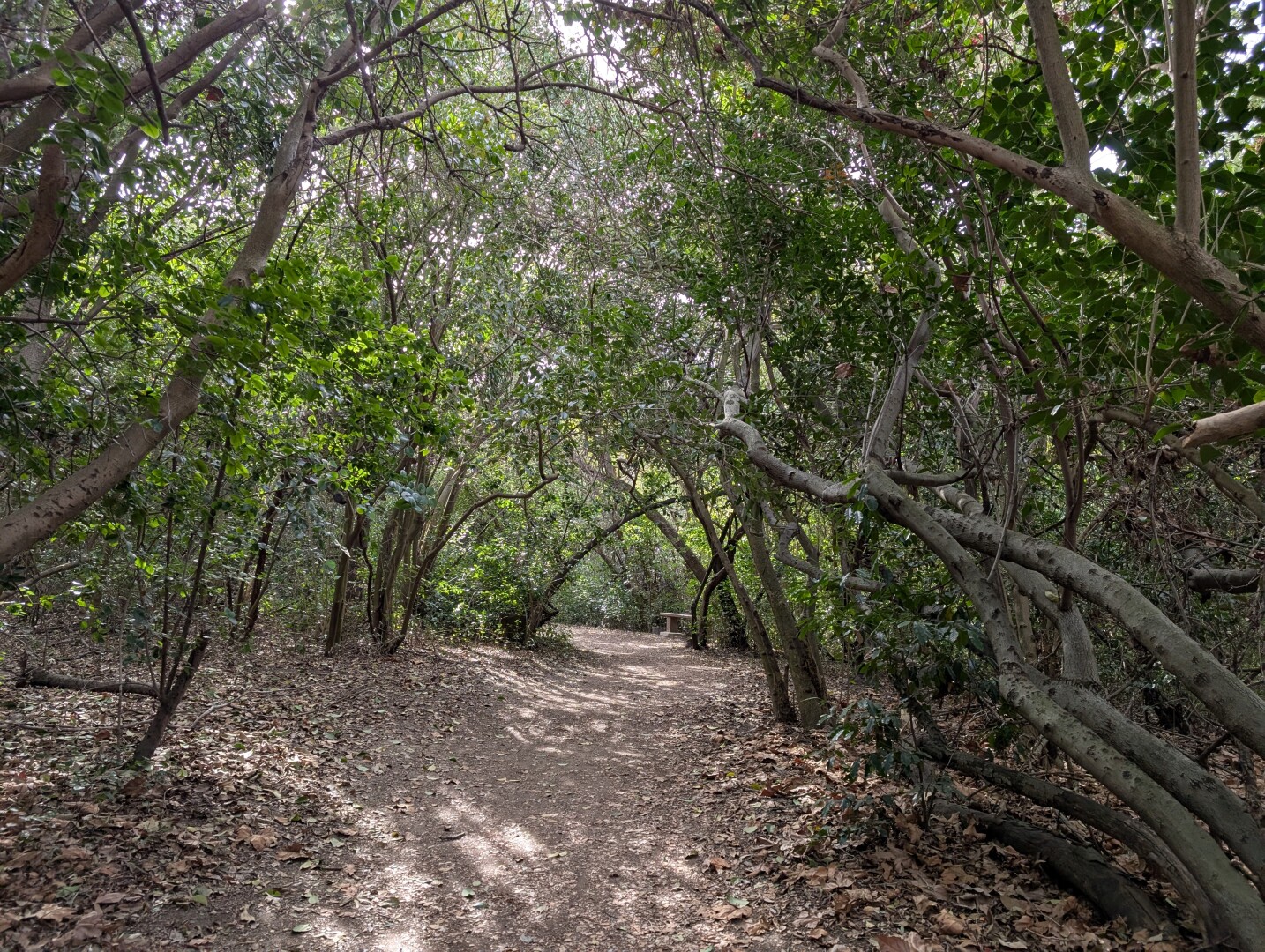 A sun dappled natural path winding into a forest