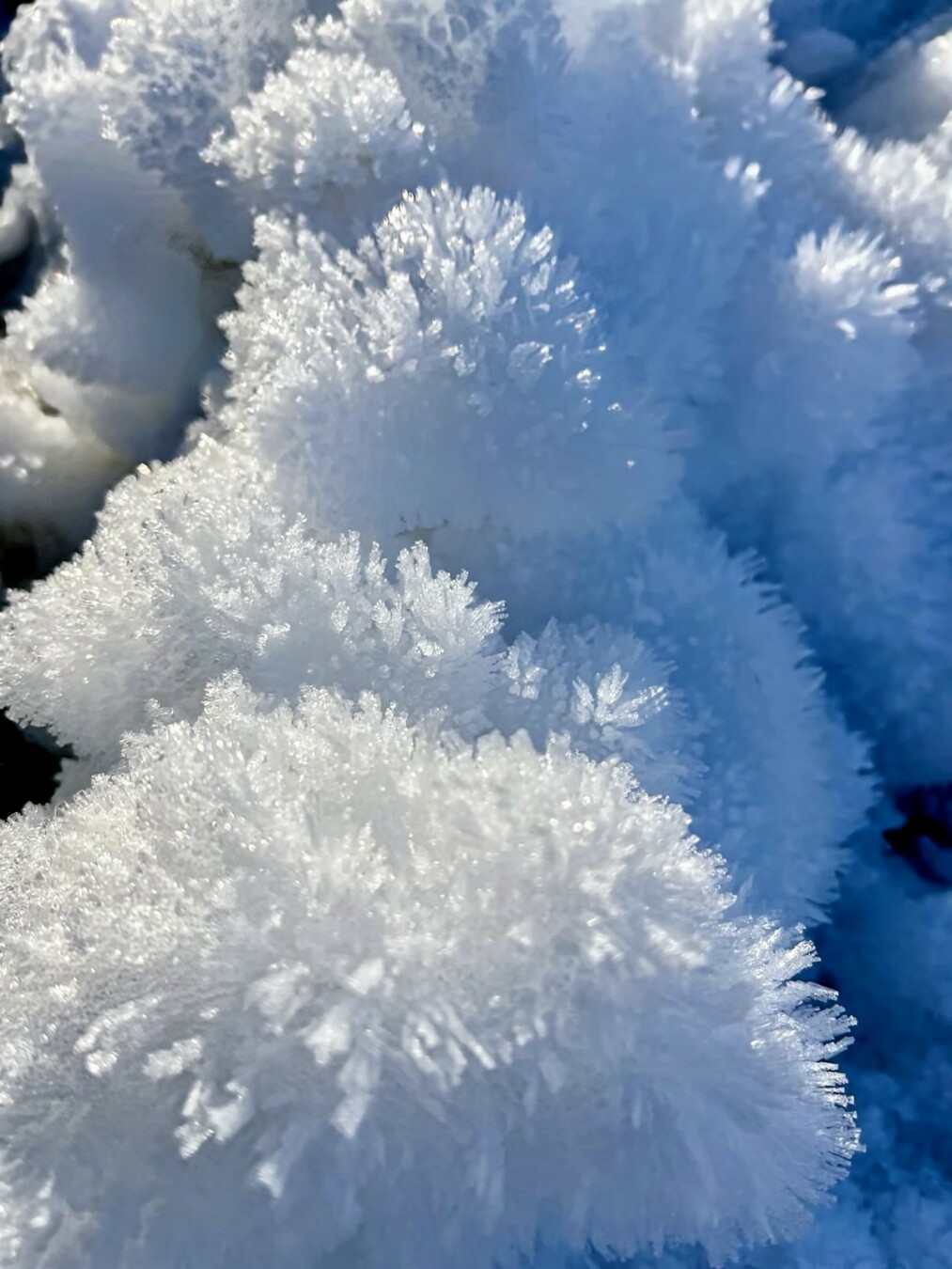 Das Bild zeigt eine Nahaufnahme von Eis- oder Schneekristallen, die auf einer Oberfläche gewachsen sind. Die Kristalle haben eine filigrane, fächerartige Struktur und reflektieren das Sonnenlicht, wodurch sie leicht glitzern. Die Aufnahme fängt die Details der gefrorenen Strukturen mit hoher Schärfe ein und hebt die dreidimensionale Form der Eiskristalle hervor. Der Hintergrund ist leicht verschwommen, was die frostigen Strukturen noch stärker in den Vordergrund rückt. Die Farbgebung ist überwiegend in kühlen Weiß- und Blautönen gehalten.