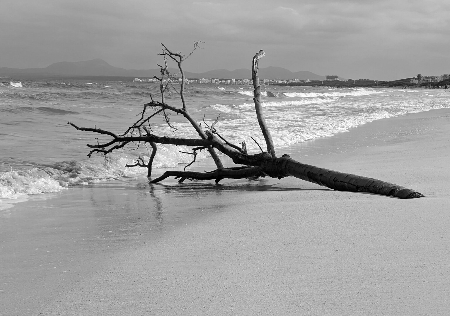 Das Bild zeigt einen angespülten Baumstamm oder Ast auf einem Sandstrand. Der Baumstamm ist trocken und ohne Blätter, mit mehreren verzweigten Ästen, die in verschiedene Richtungen ragen. Die Wellen des Meeres spülen sanft an den Strand, während im Hintergrund eine Stadt oder eine Siedlung mit niedrigen Gebäuden und dahinterliegenden Bergen zu sehen ist. Der Himmel wirkt bewölkt oder leicht bedeckt.
Die schwarz-weiße Farbgebung verleiht dem Bild eine melancholische oder ruhige Atmosphäre und betont die Texturen von Holz, Sand und Wasser.