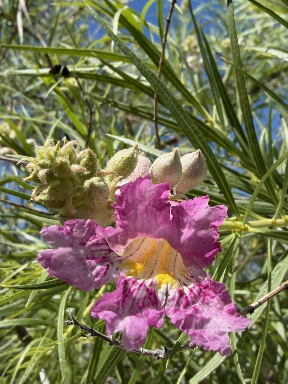 A close-up of a pink flower with a yellow center, surrounded by green leaves and buds, under a blue sky. (AI-generated AltText and Hashtags)
