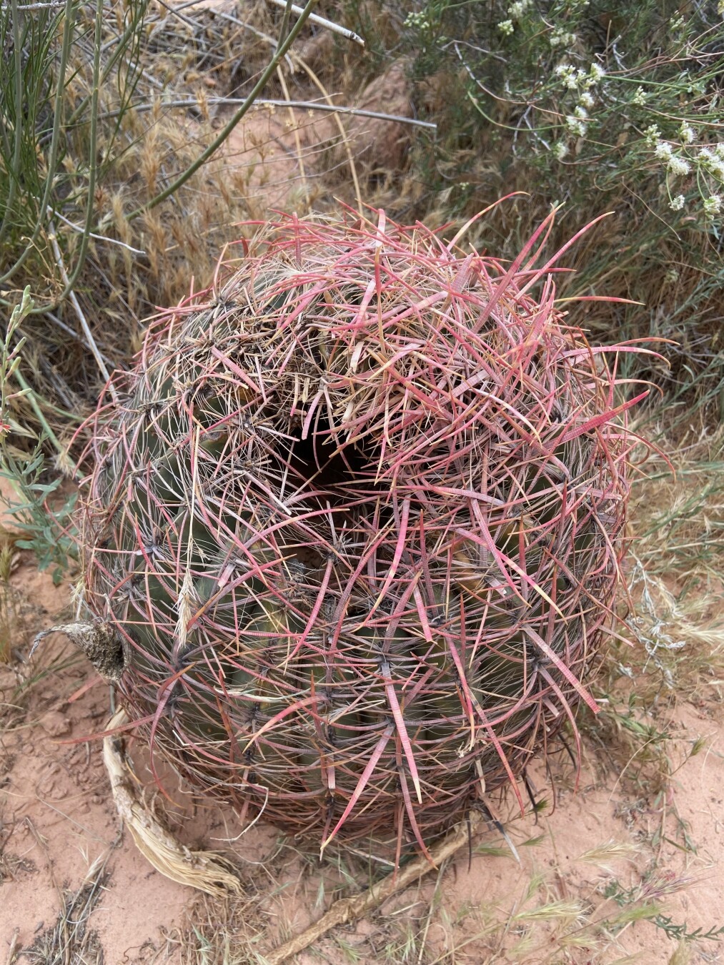 A close-up shot of a round, barrel-shaped cactus with long, pinkish-red spines covering its surface. The cactus has a hole in the top, revealing a dark interior. It sits on reddish-brown soil surrounded by dry grasses and sparse desert vegetation