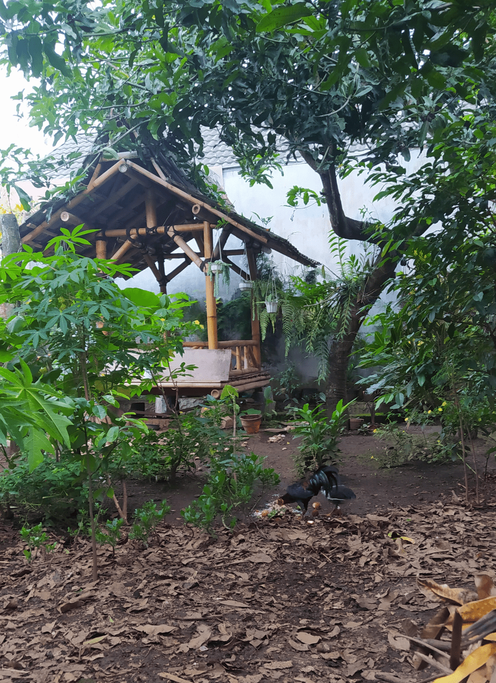 A small garden with gazeboo and two chickens eating food waste.