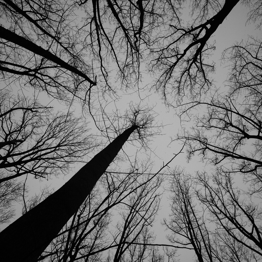 high contrast black and white photo of treetops