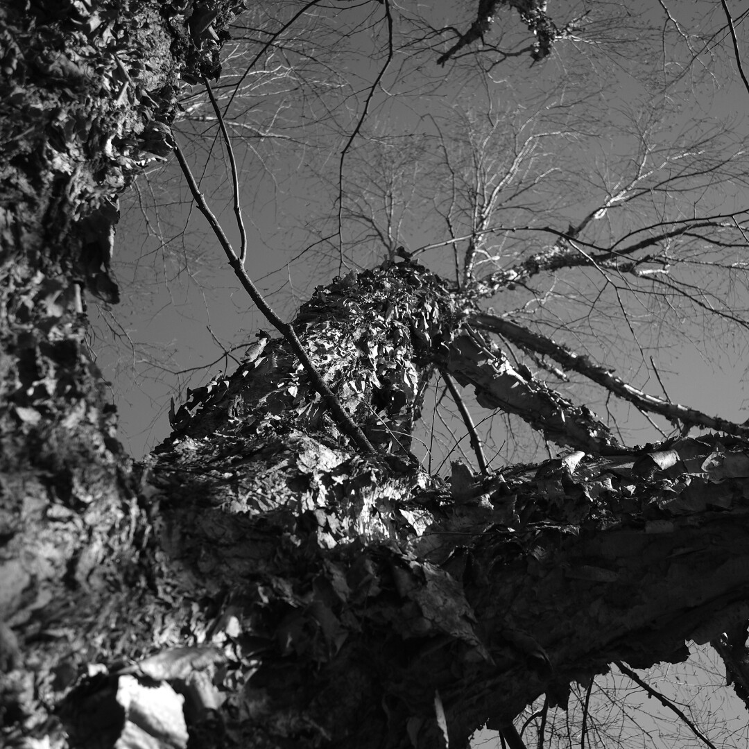 black and white photo of a large paper birch tree in high contrast, viewed from a low angle