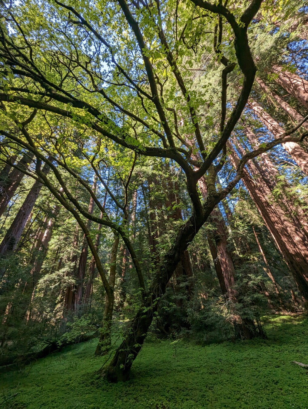 Google Pixel Pro 7, Muir Woods at the golden hour, April 2023