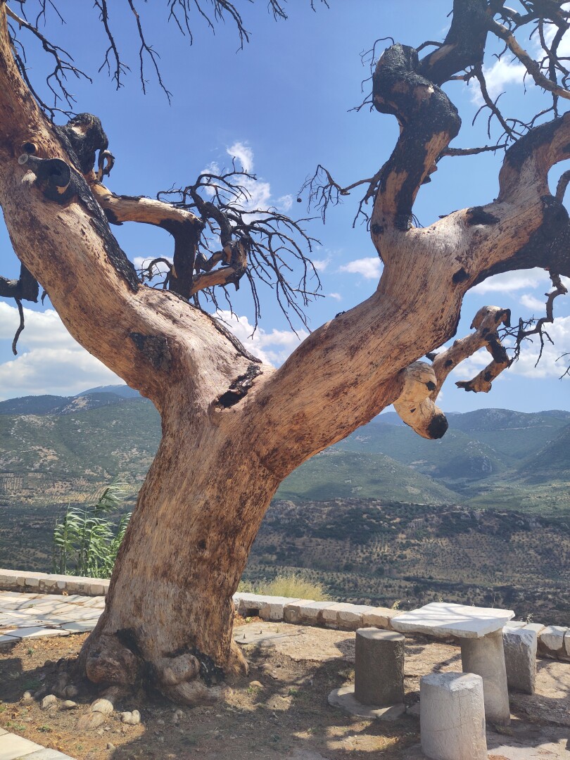 Several years earlier, a forest fire had come right up the edge of this cliff side monastery: this view centers on the large burnt-out tree with the trunk naturally splitting to left and right, its surface mostly bare as the bark has burnt off - there's some blackened bark still visible on the smaller branches to the right. The tree stands on the edge of the monastery overlooking a cliff, with a lush green mountain range in the background.