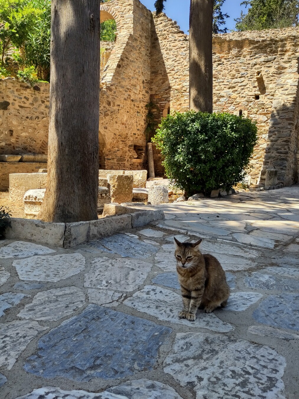 An outside shot of the monastery with a cat contently sitting on the tiles like they own the place, with cedar trees and the walls of an old building in the background.