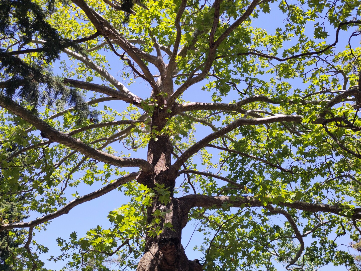 Upwards angle centered on a big tree trunk with branches full of green leaves against a clear blue sky.