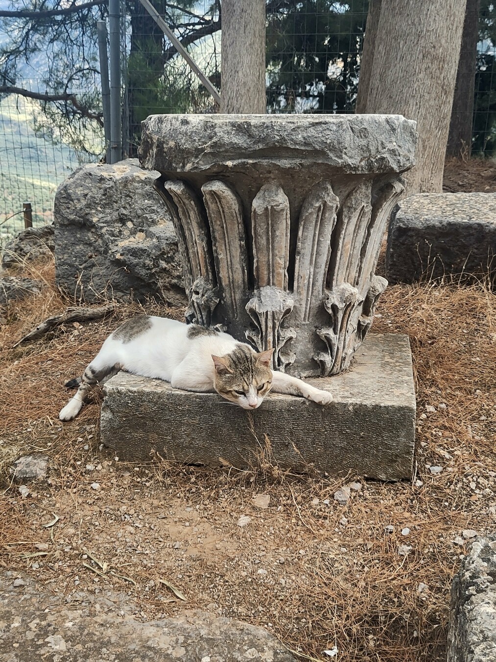 The decorated top of a pillar sitting on the ground with a white with brown cat laid out across the base, looking at the camera.
